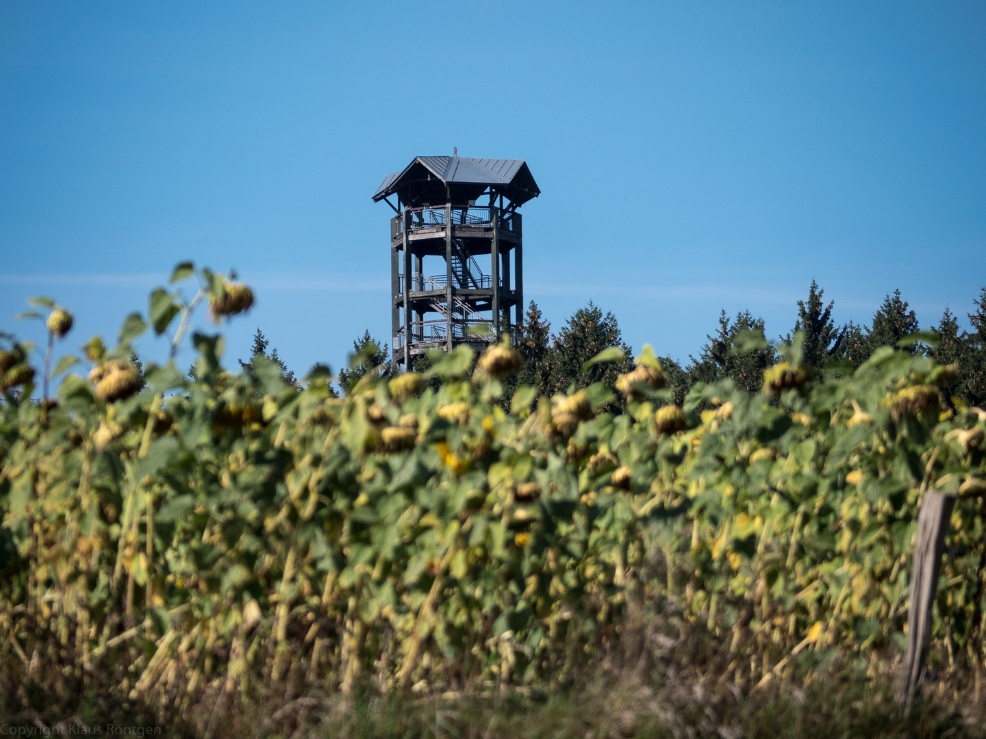 Der Weifbergturm bei Hinterhermsdorf