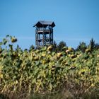 Der Weifbergturm bei Hinterhermsdorf