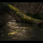 Der Weiher erwacht (II)