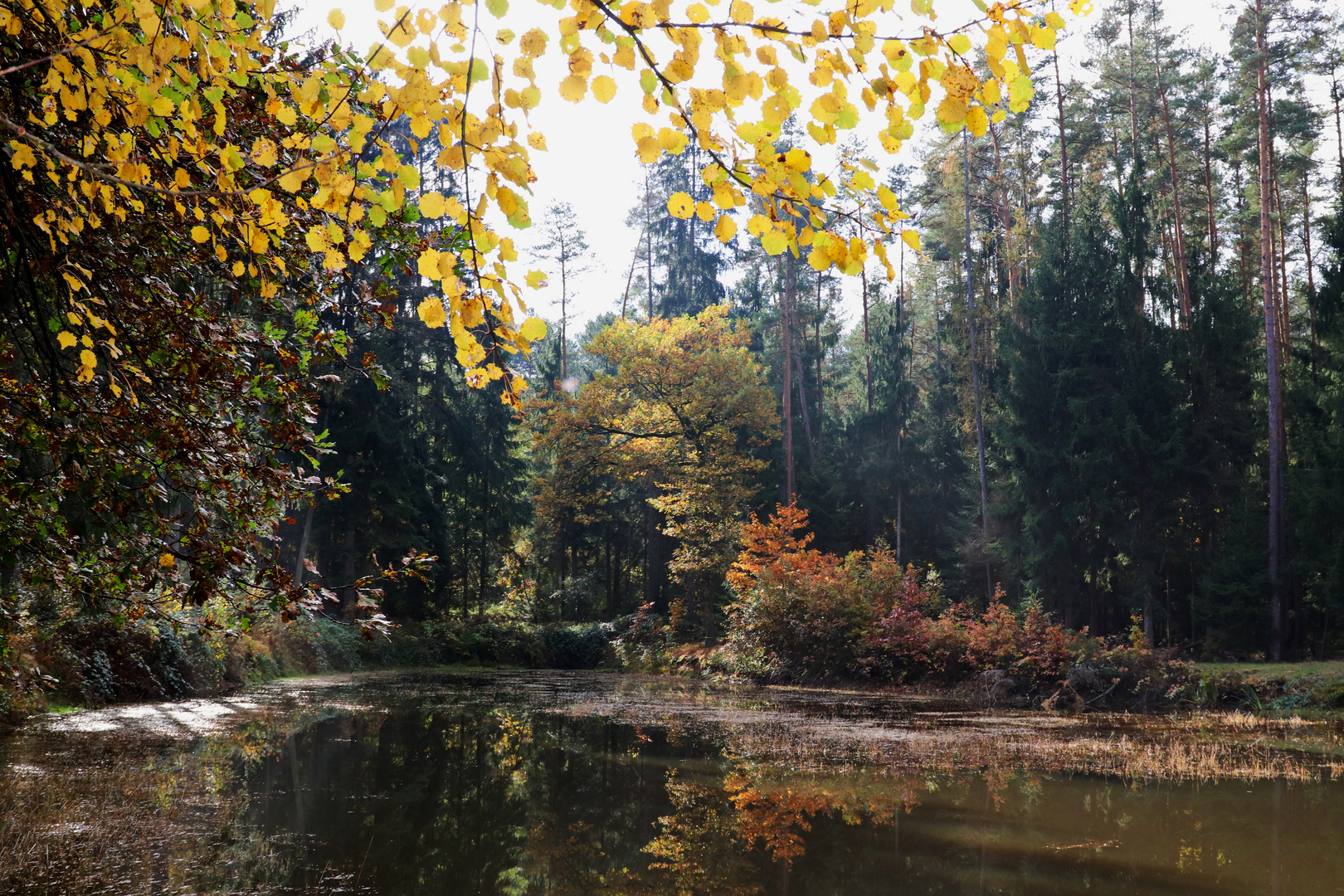 der Weiher im Wald