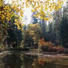 der Weiher im Wald