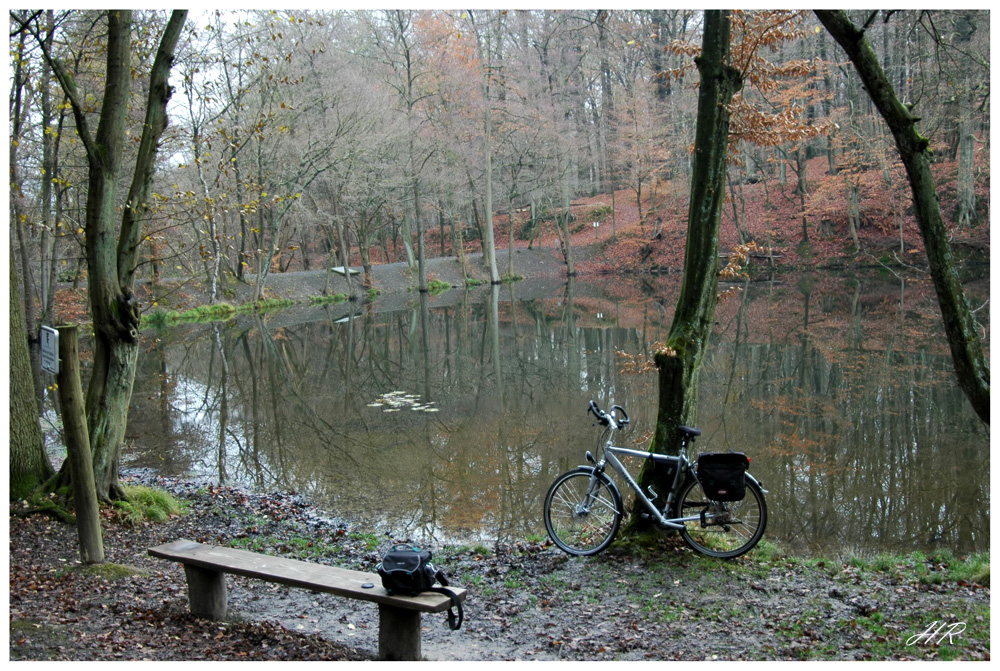 Der Weiher im Wald.