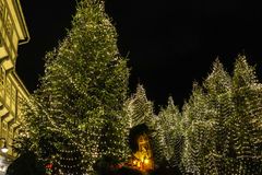 der  weihnachtliche Wald