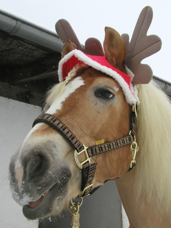 Der Weihnachts Elch