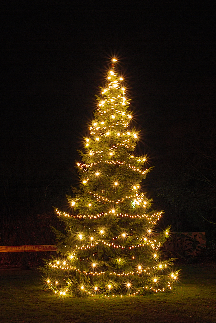 Der Weihnachtsbaum Foto & Bild pflanzen, pilze & flechten, bäume