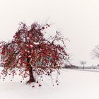 **der Weihnachtsbaum**