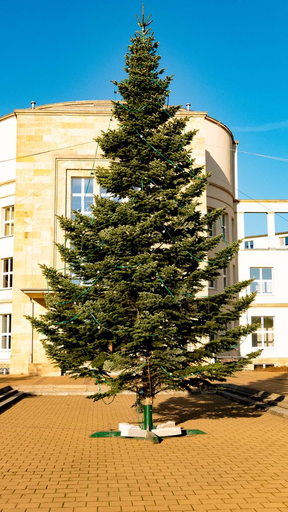 Der Weihnachtsbaum im Sonnenlicht