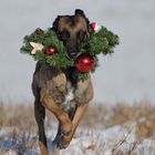 Der Weihnachtsexpress kommt !