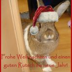 Der Weihnachtshasi kommt!