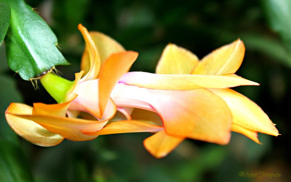 Der Weihnachtskaktus meldet sich mit den ersten Blüten