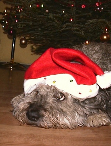 Der Weihnachtsmann ist doch ein armer Hund ...!