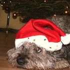 Der Weihnachtsmann ist doch ein armer Hund ...!