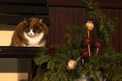 der Weihnachtsmuffelkater