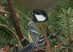 Der Weihnachtsvogel (Meise)