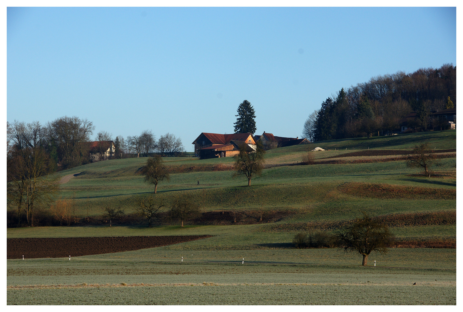 Der Weiler Ruberbaum an Weihnachten