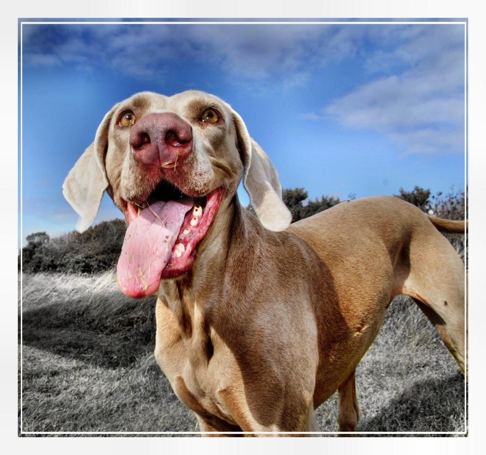 Der Weimaraner in seiner vollen Pracht