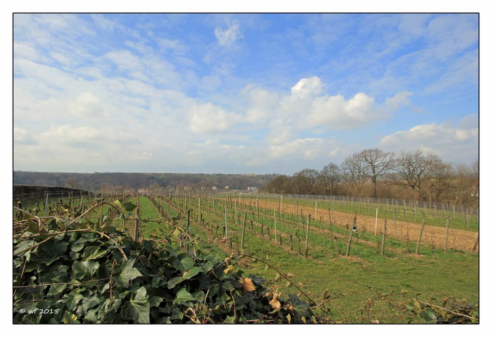 Der Wein liegt in den Startlöchern