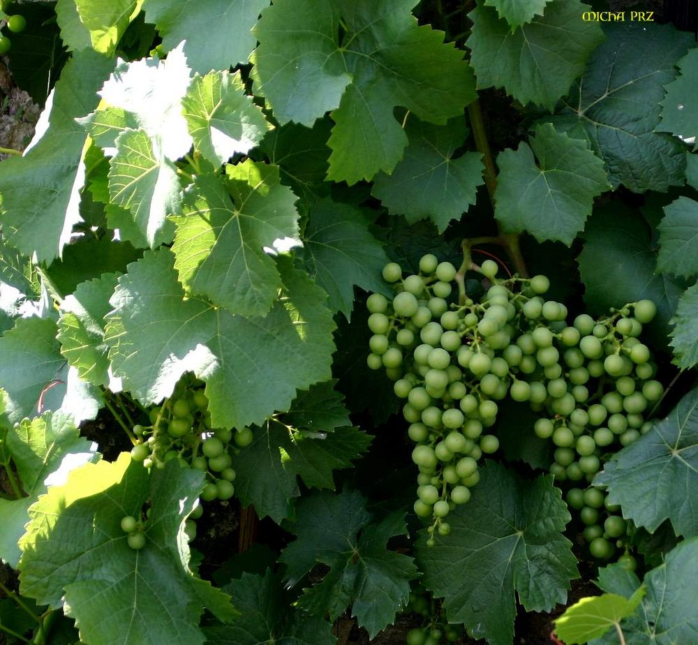 der Wein trägt viele Trauben dieses Jahr