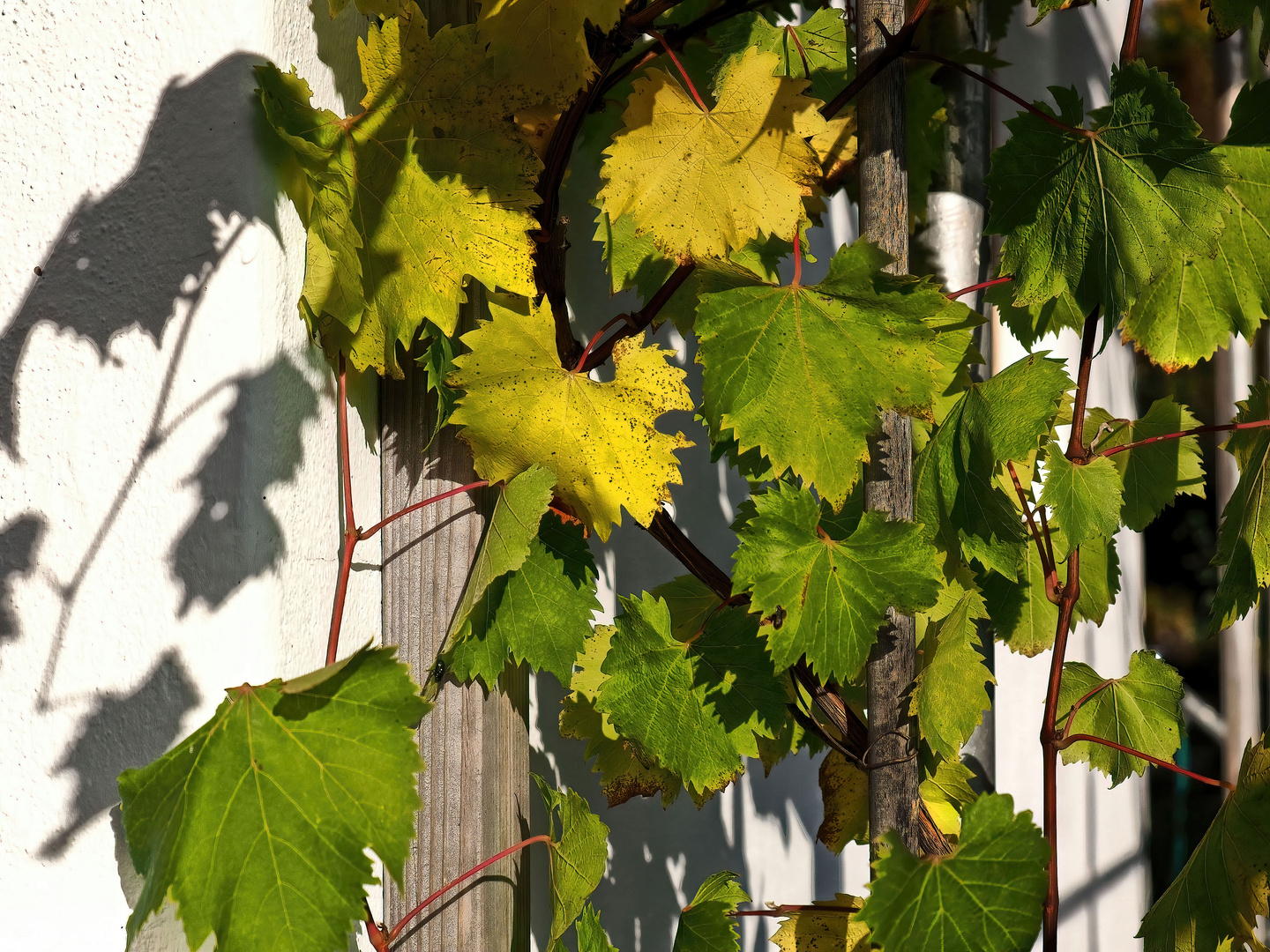 Der Wein und sein Schatten