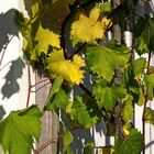 Der Wein und sein Schatten