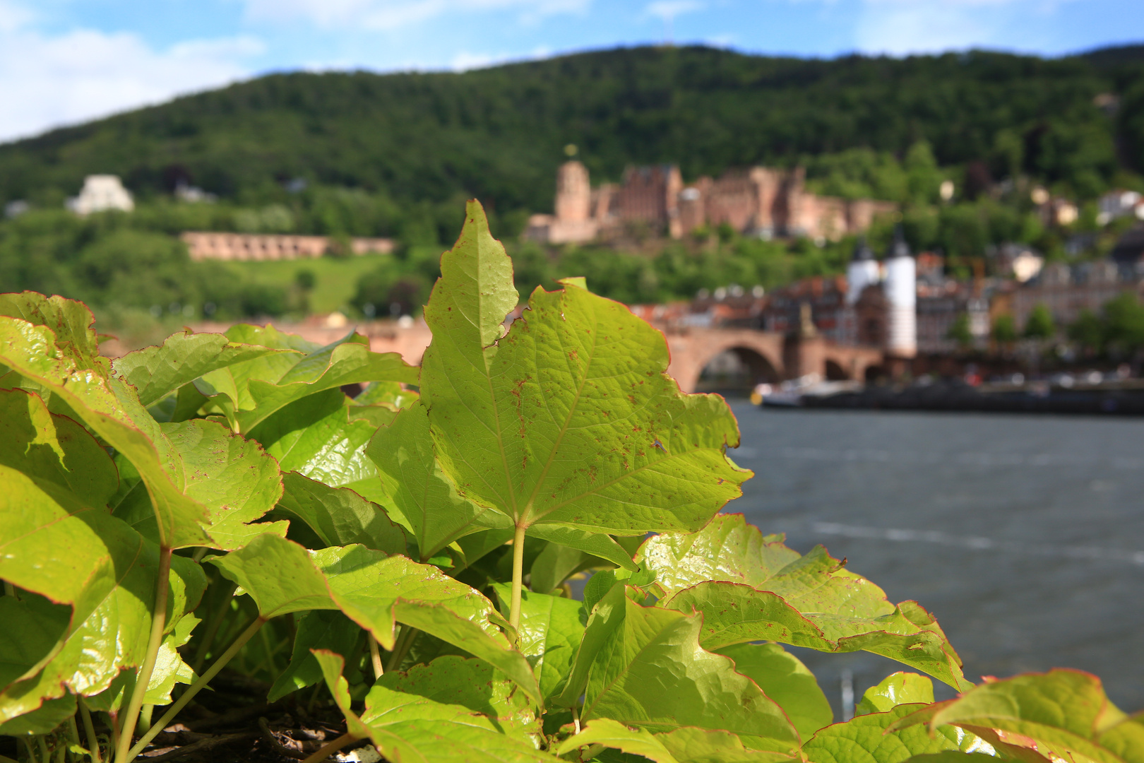 Der Wein von Heidelberg