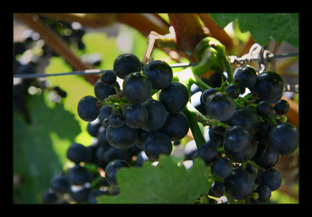 Der Wein von morgen