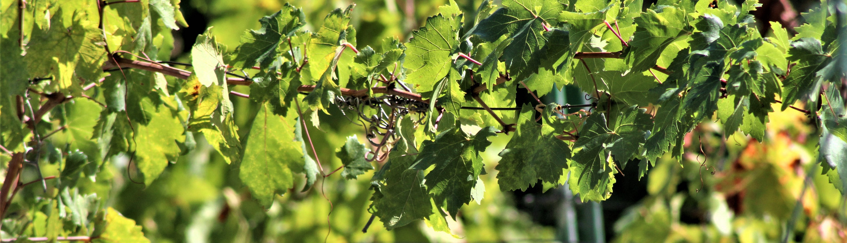 der Weinanbau in diesen Regionen 