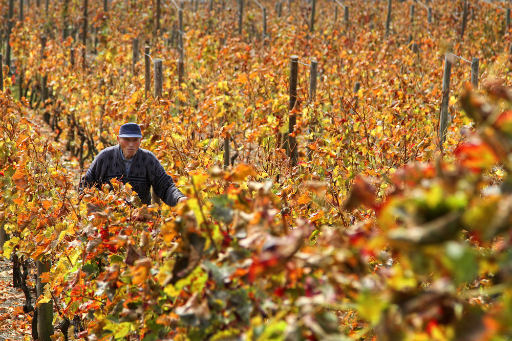 Der Weinbauer