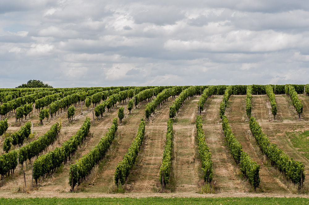 Der Weinberg: die Ernte hat noch nicht begonnen