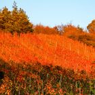 Der Weinberg glüht...