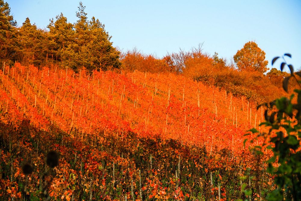 Der Weinberg glüht...