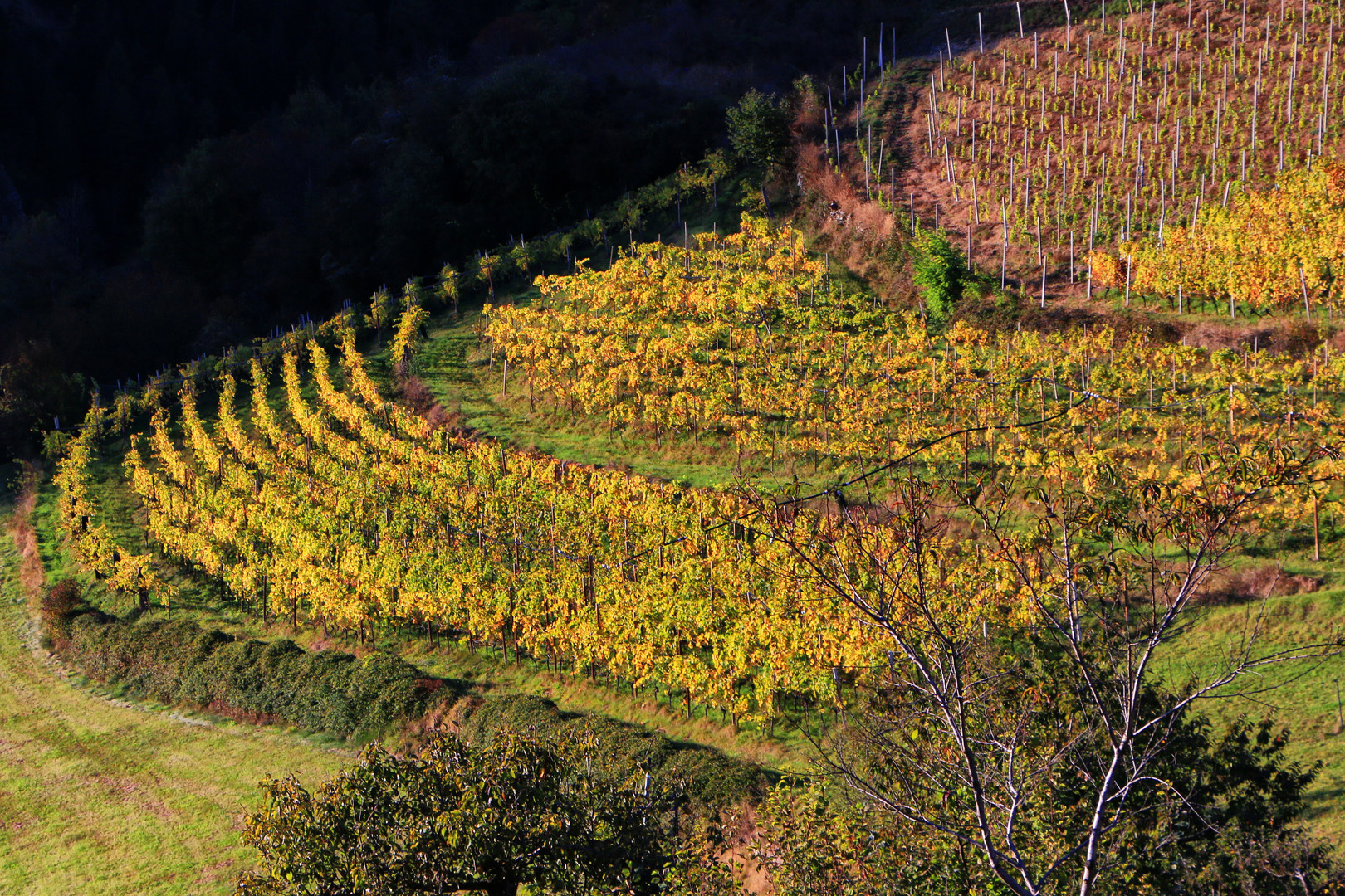 der Weinberg glüht