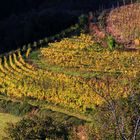 der Weinberg glüht