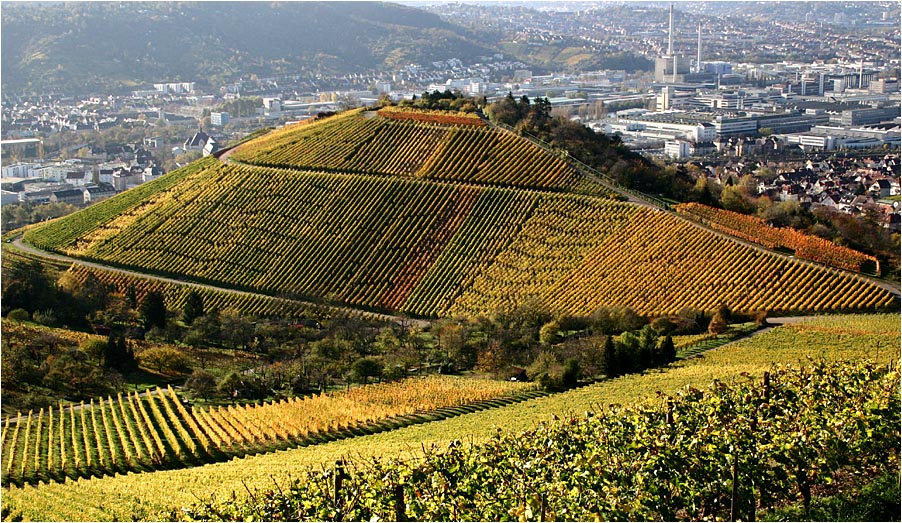 Der Weinberg in der Industrielandschaft