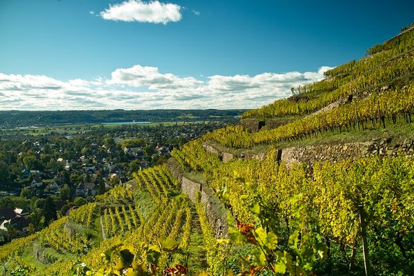 der weinberg in radebeul/sachsen mit dem plus…
