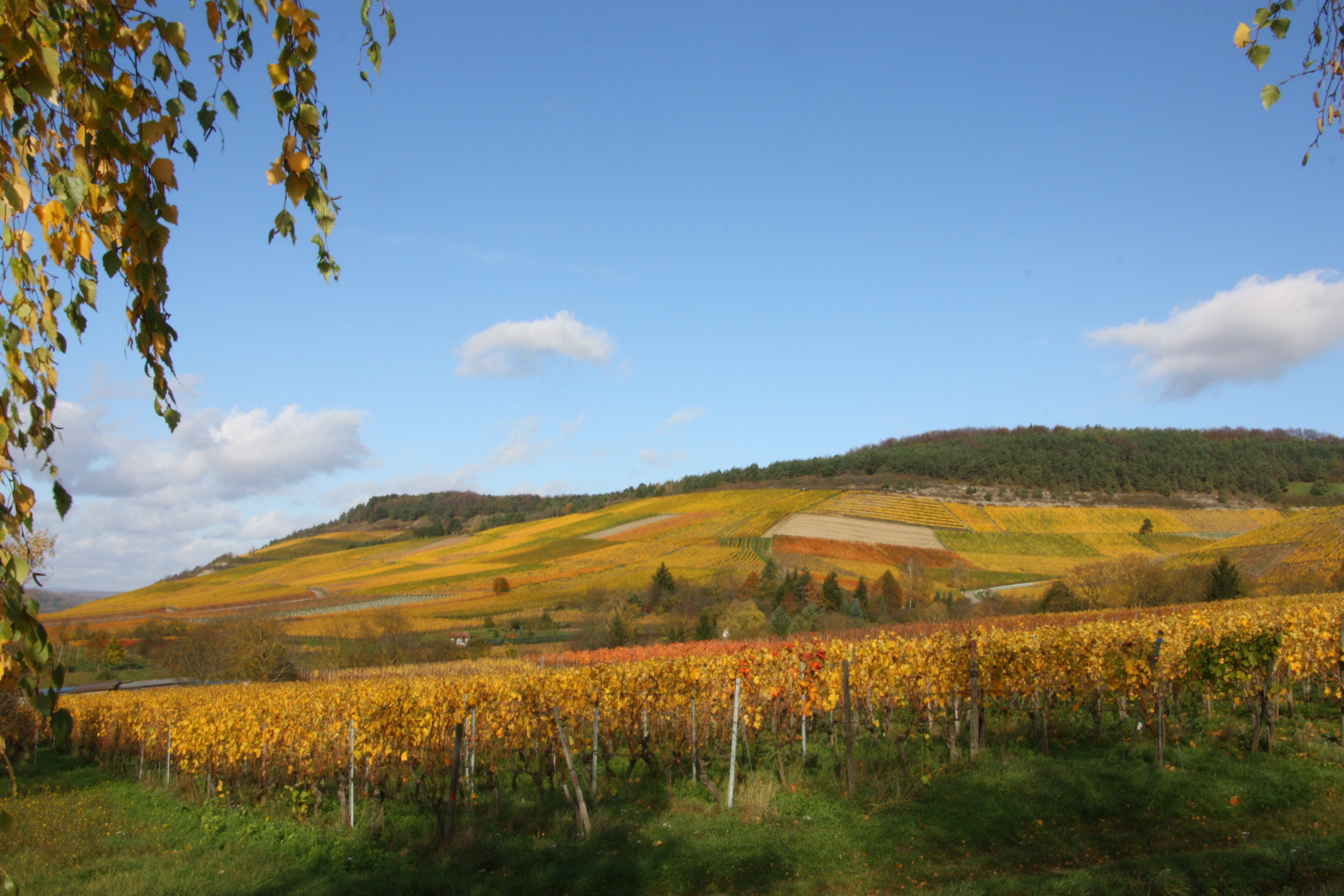 Der Weinberg in seinen Herbstfarben