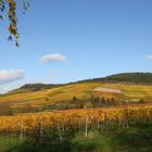 Der Weinberg in seinen Herbstfarben