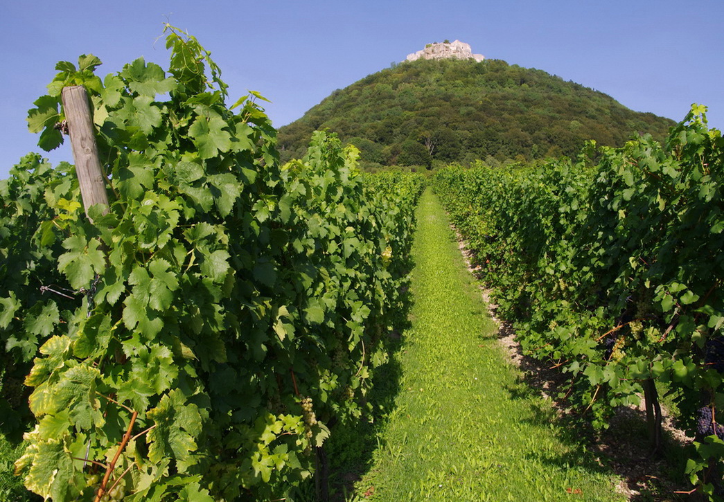 Der Weinberg unterm Hohenneuffen