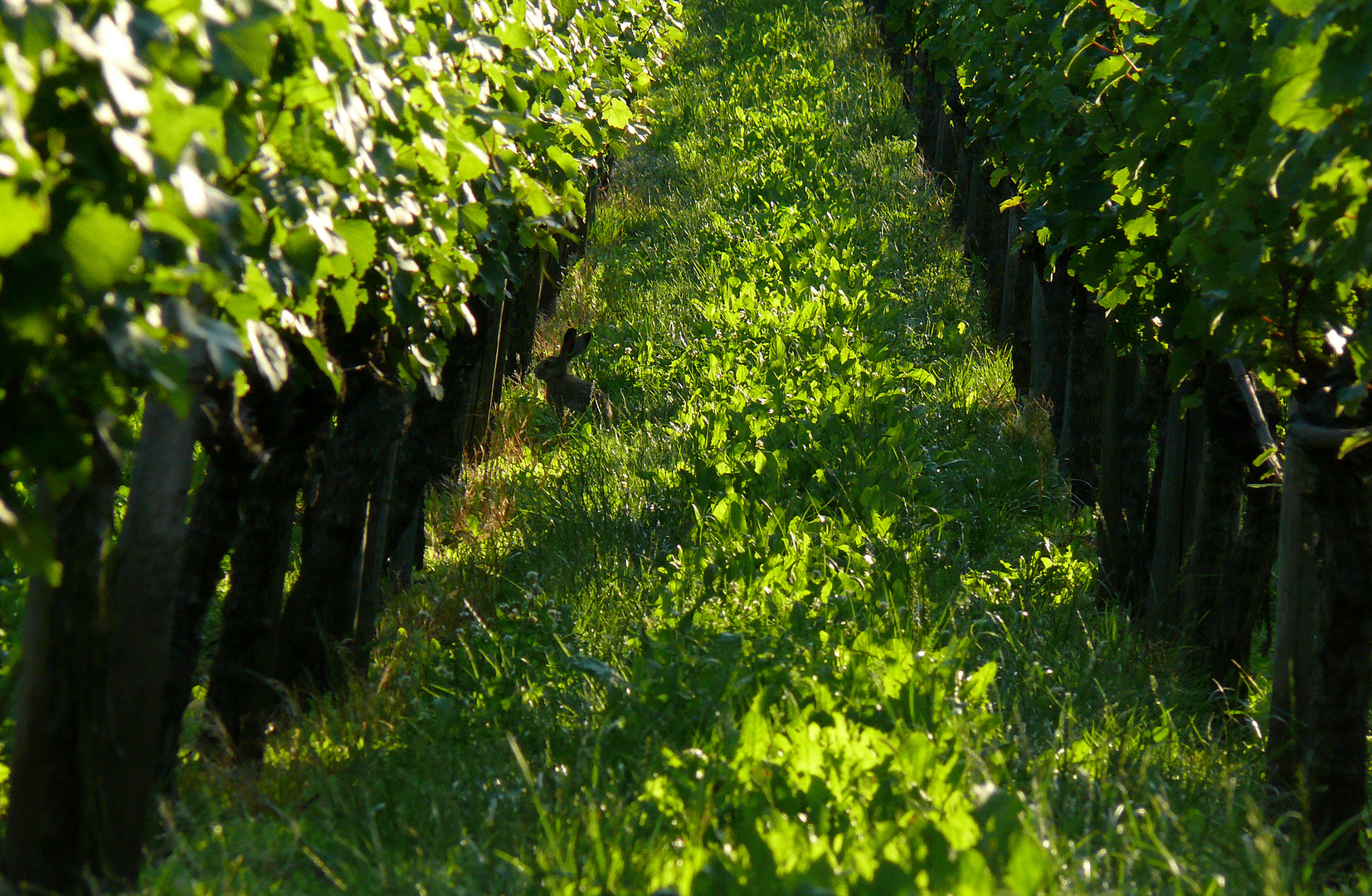 der Weinbergbesucher