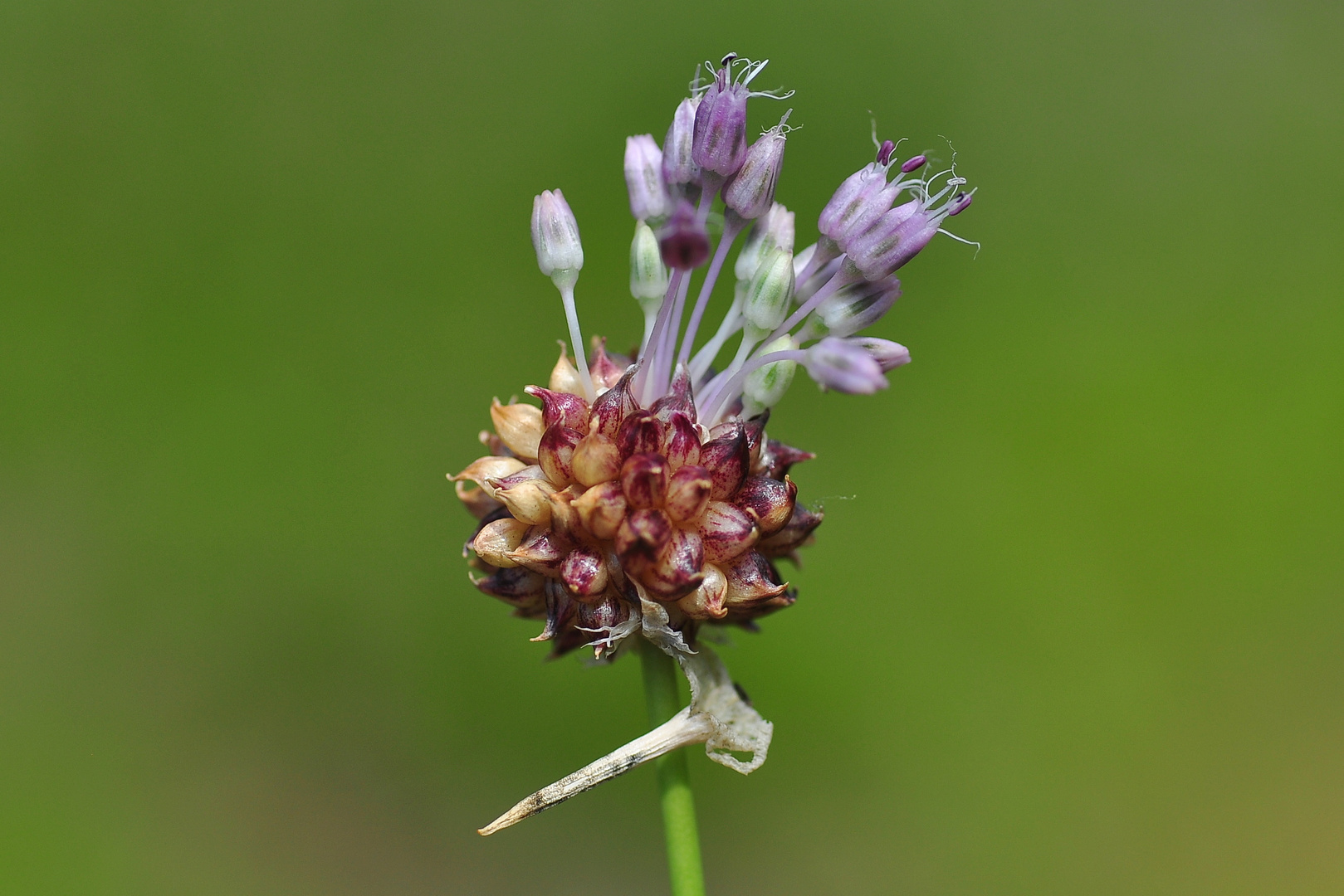 Der Weinbergs-Lauch (Allium vinelae)