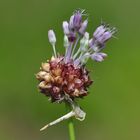 Der Weinbergs-Lauch (Allium vinelae)