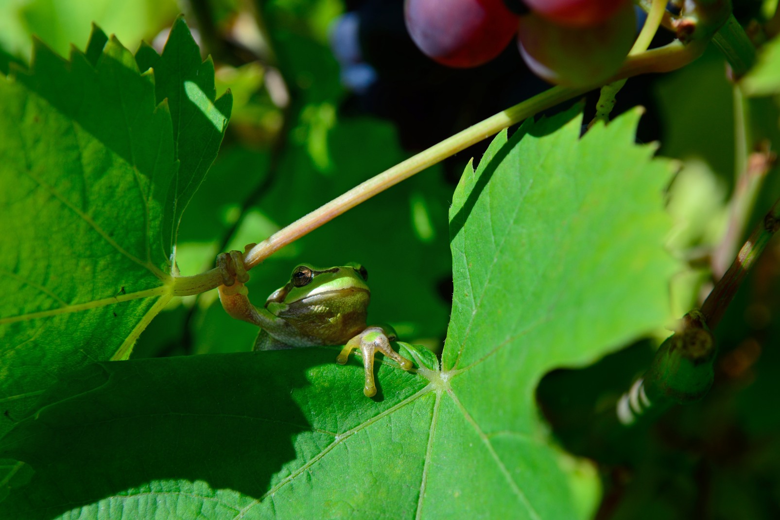 Der "Weinfrosch"