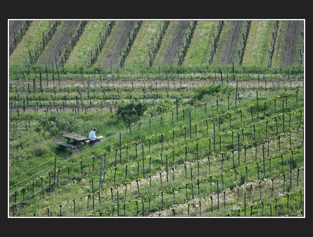 der weinleser.