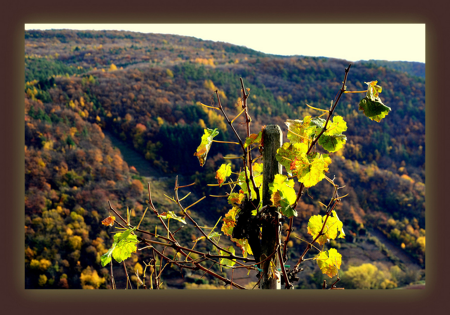 Der Weinstock im Herbstkleid....