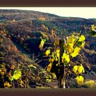 Der Weinstock im Herbstkleid....