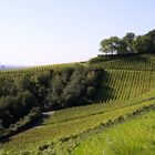 der Weinwanderweg