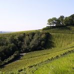 der Weinwanderweg