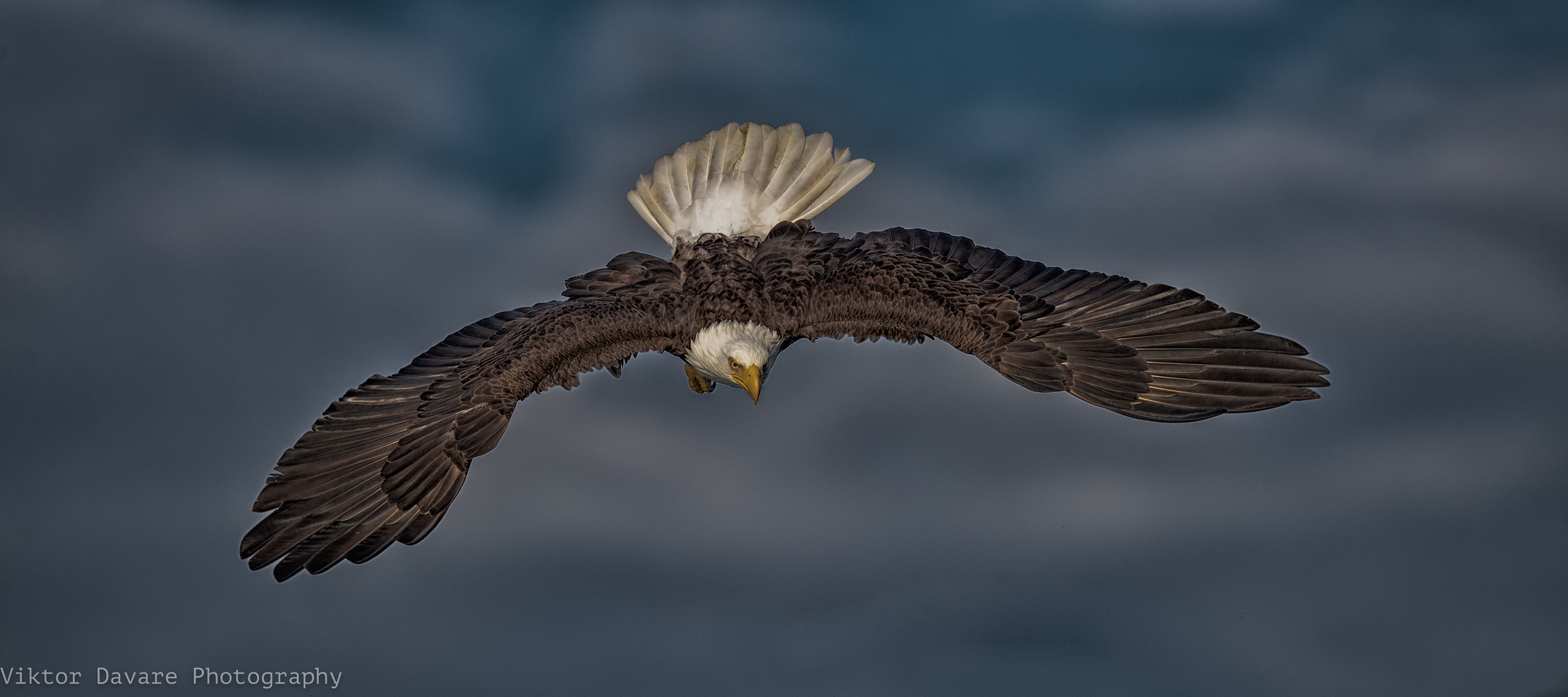 Der Weiss Kopf See Adler im Sturzflug