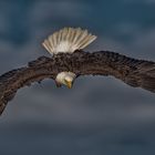 Der Weiss Kopf See Adler im Sturzflug