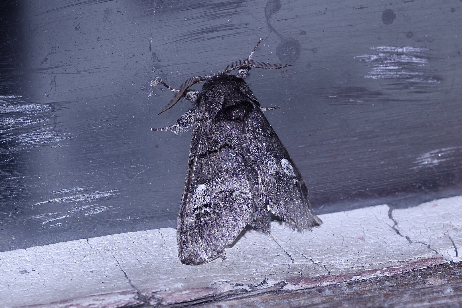 Der Weißbinden-Zahnspinner (Drymonia querna) ...